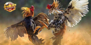 Lưu ý khi tham gia cá cược đá gà Indo 